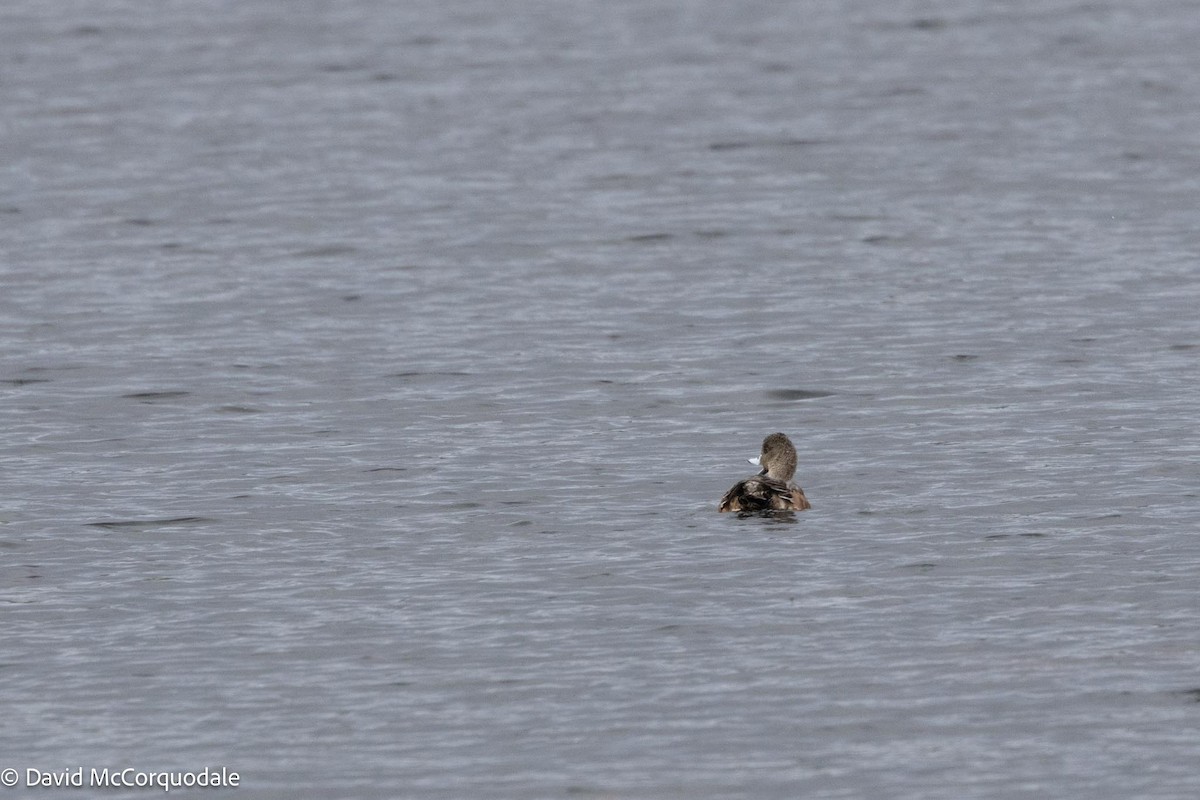 American Wigeon - ML610243312