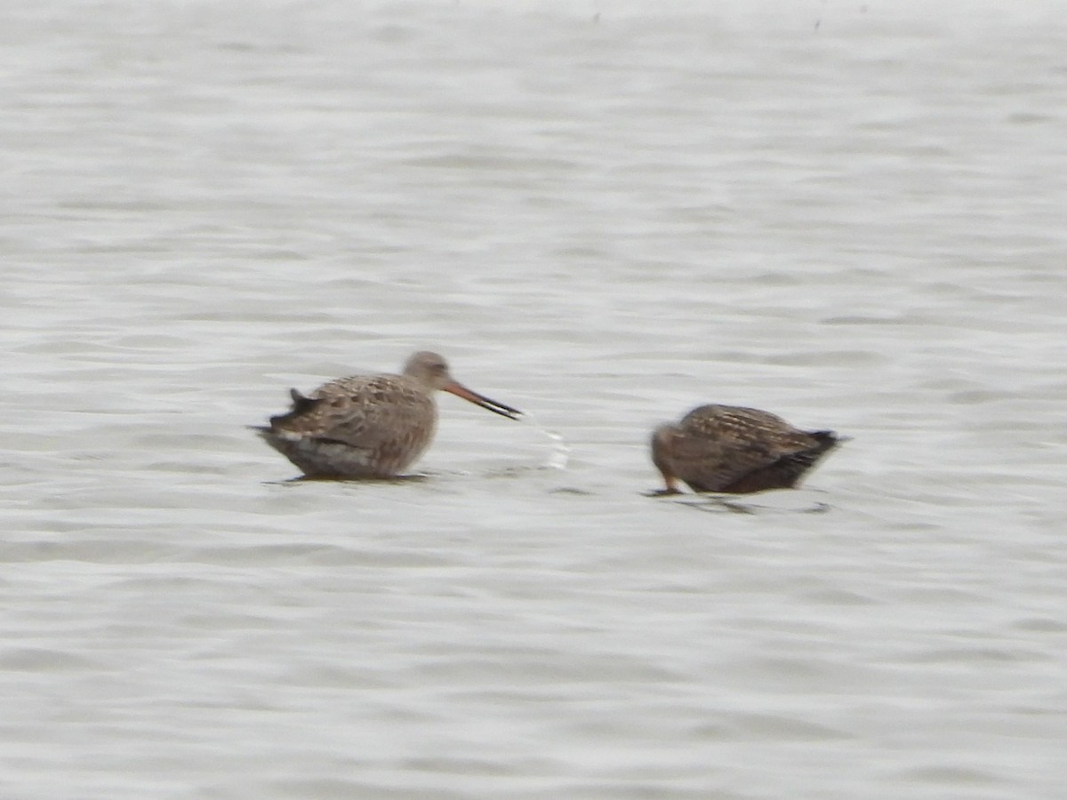 Hudsonian Godwit - ML610243353