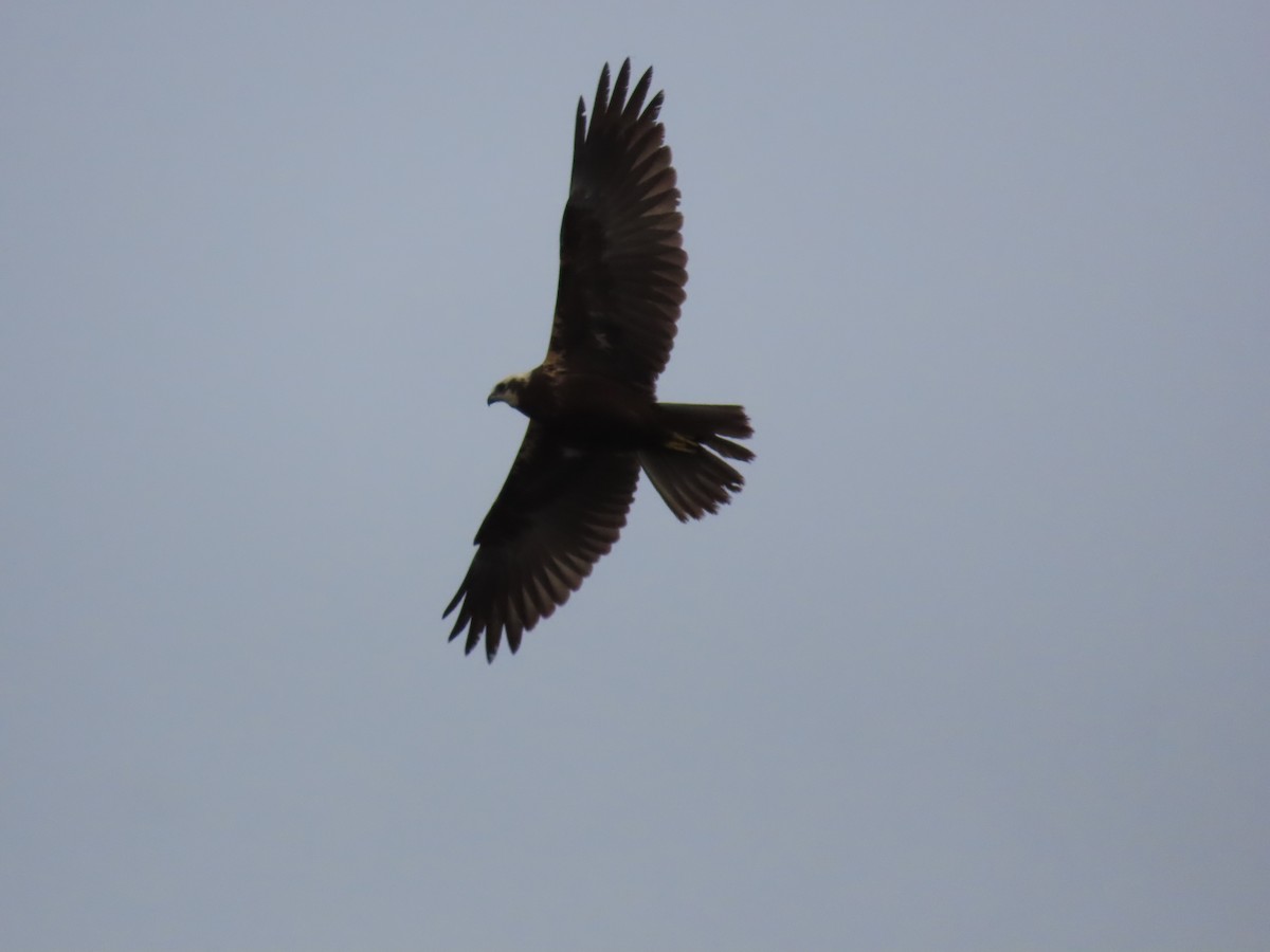 Western Marsh Harrier - ML610243386