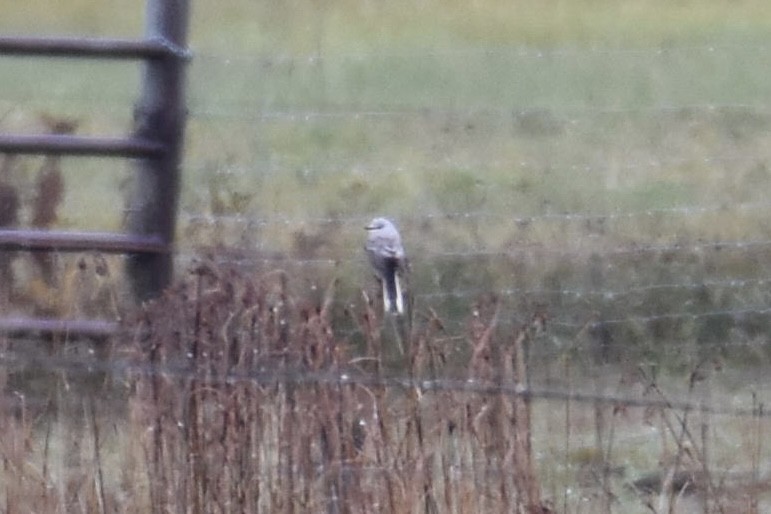 Scissor-tailed Flycatcher - Ben Anderson