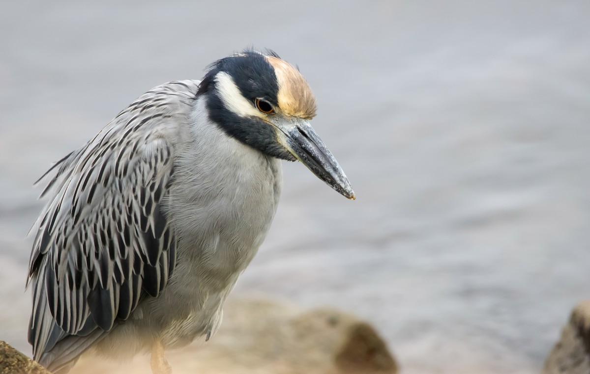 Yellow-crowned Night Heron - ML610243455