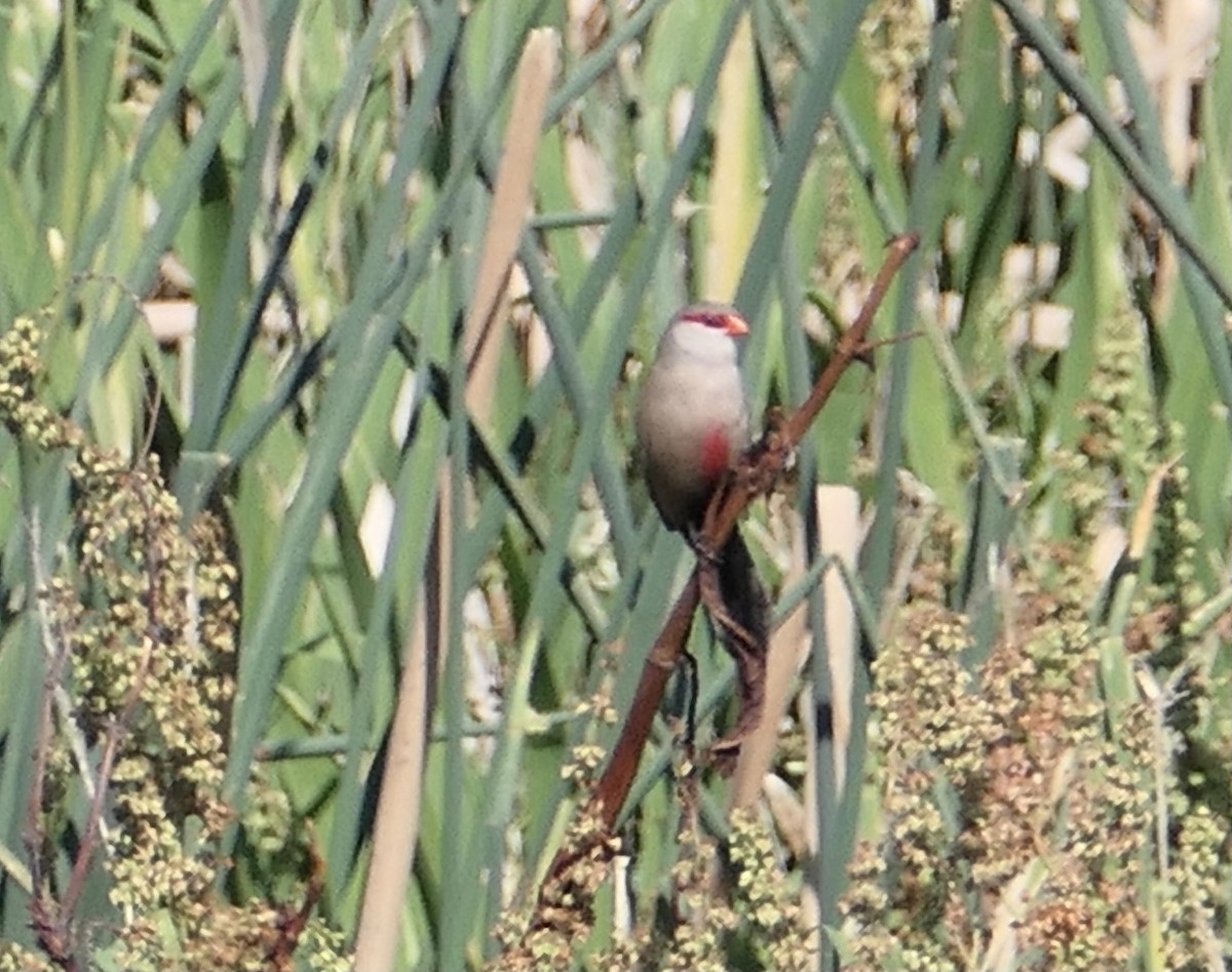 Common Waxbill - Nancy Houlihan