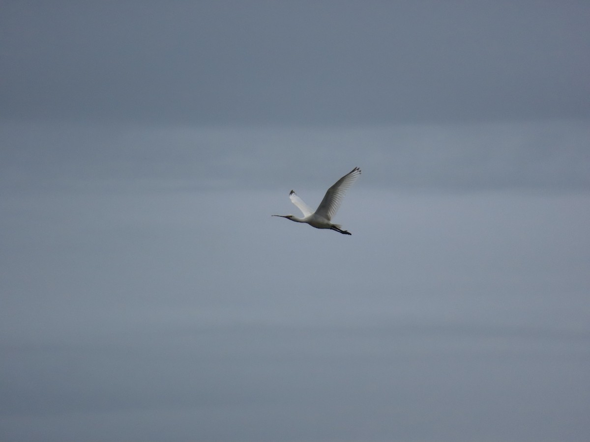 Eurasian Spoonbill - ML610243476