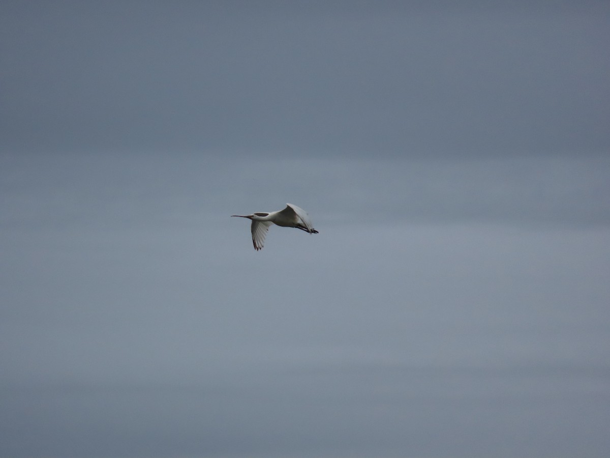 Eurasian Spoonbill - ML610243477