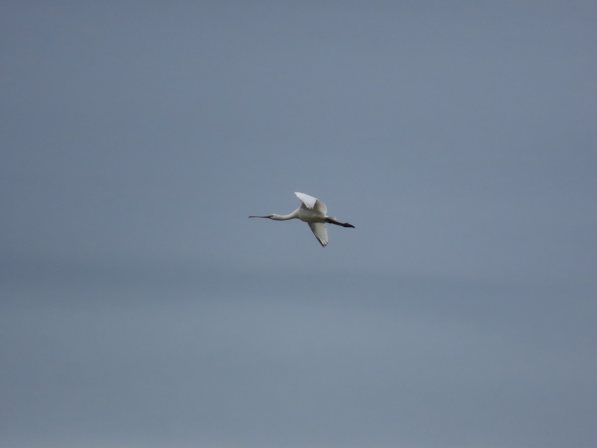 Eurasian Spoonbill - ML610243480