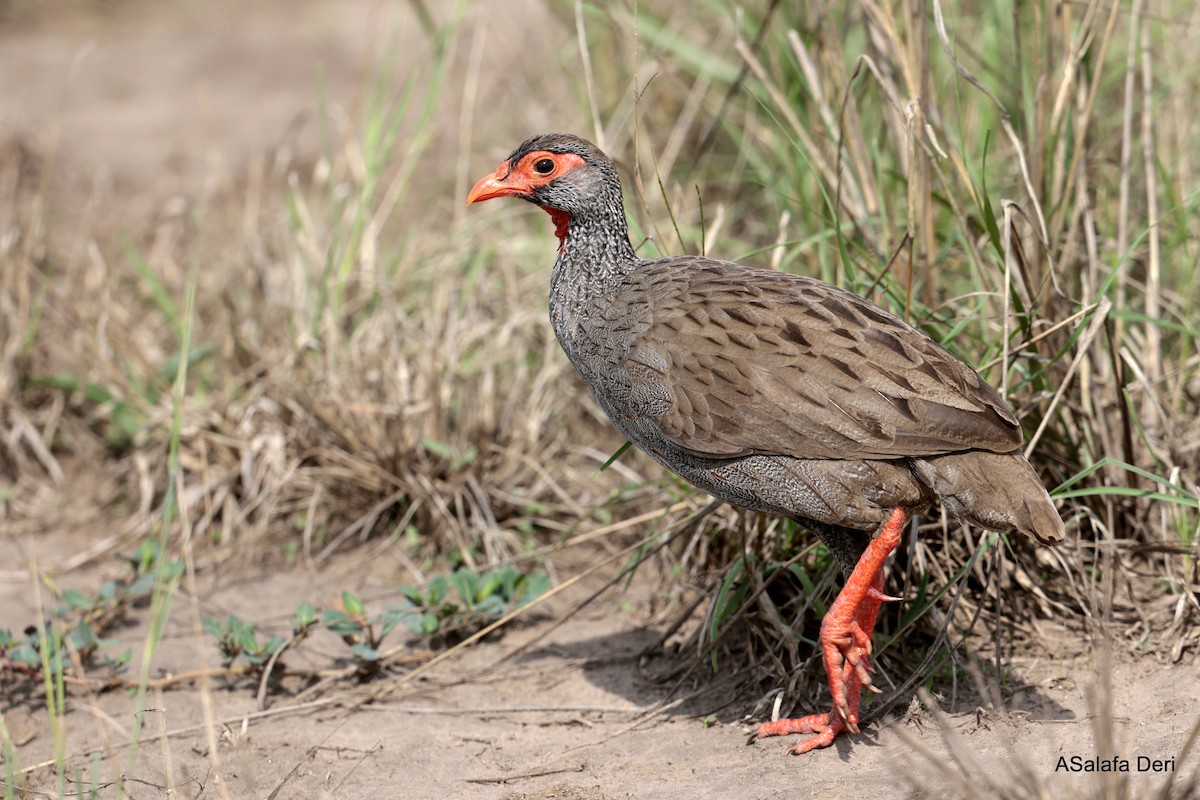 Red-necked Spurfowl (Cranch's) - ML610243493