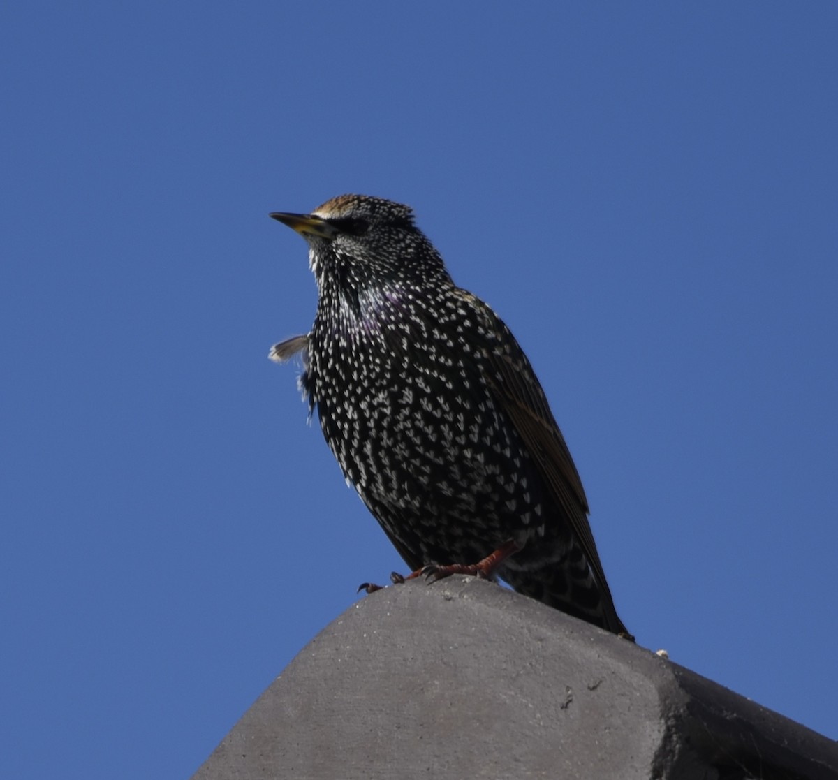 European Starling - ML610243508