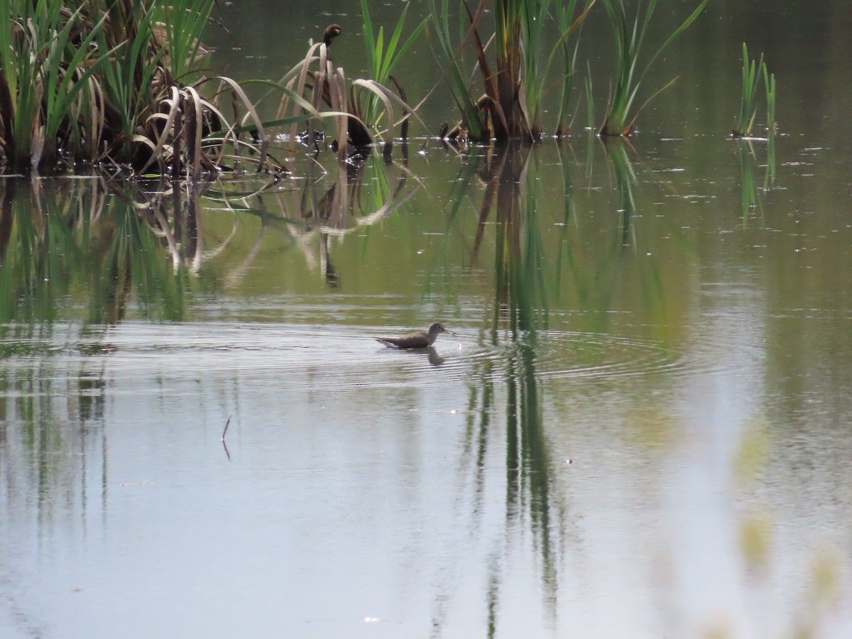 Green Sandpiper - ML610243621