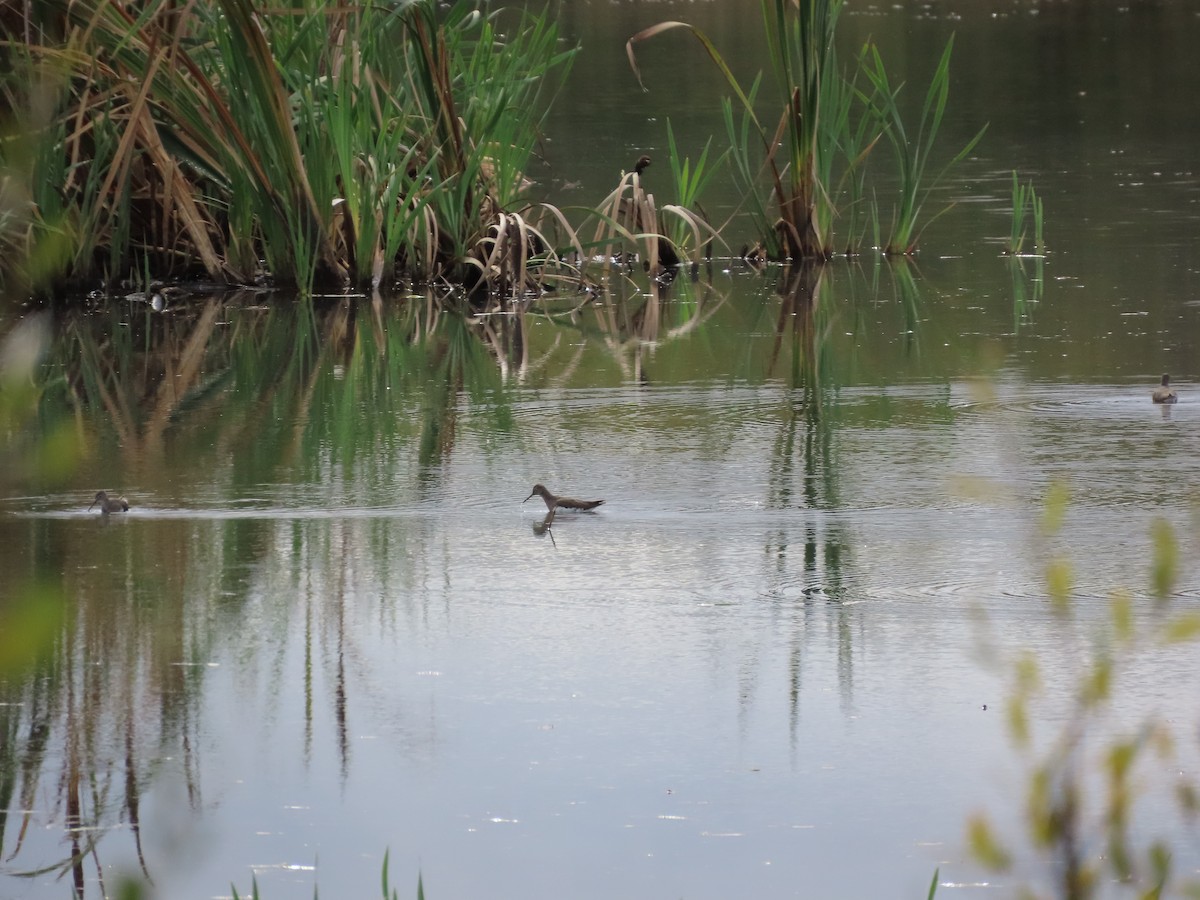 Green Sandpiper - ML610243622