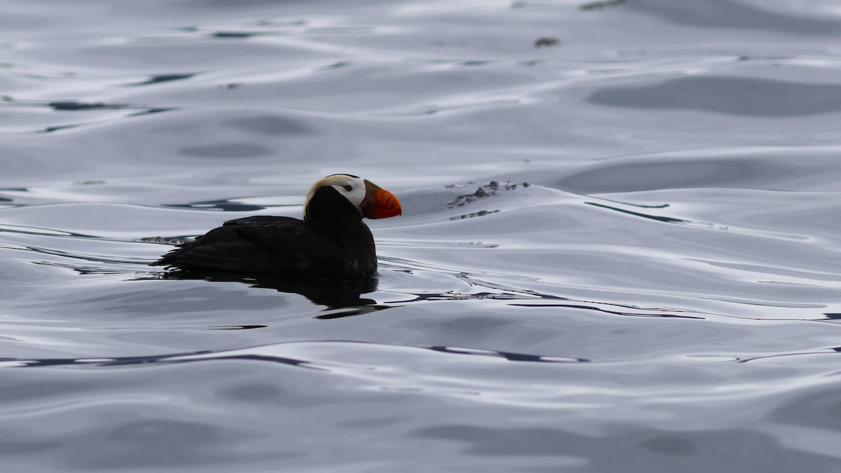 Tufted Puffin - ML610243625