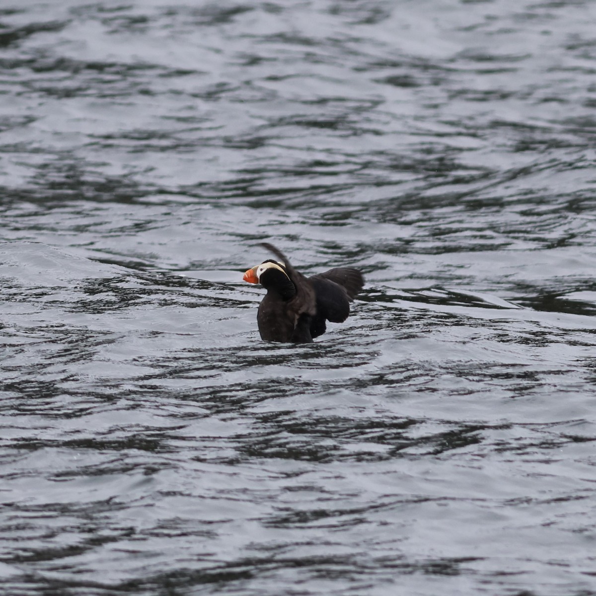 Tufted Puffin - ML610243626