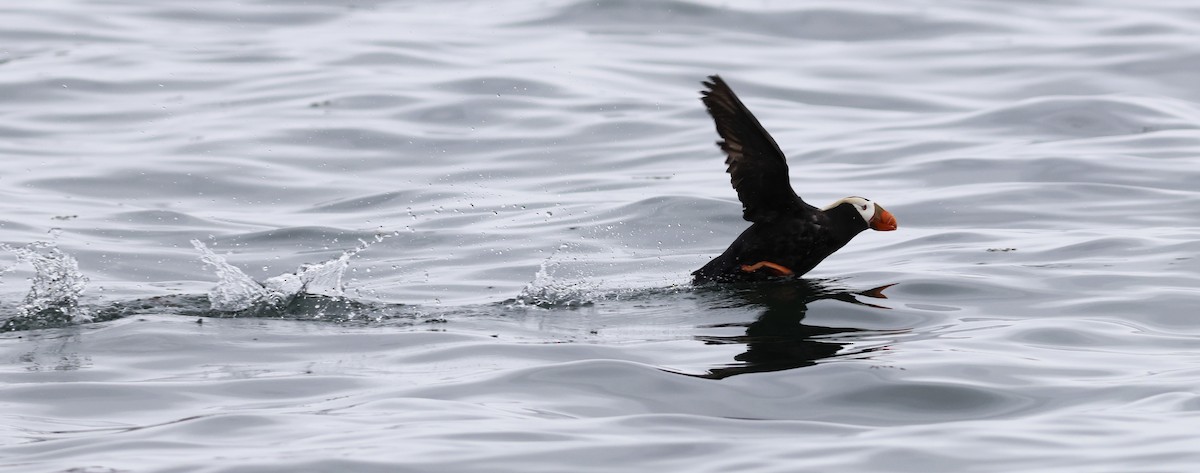 Tufted Puffin - ML610243627