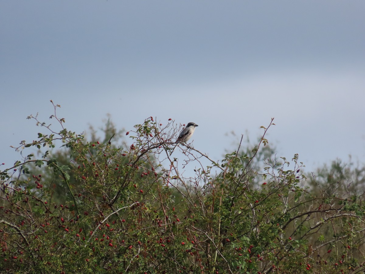 Iberian Gray Shrike - ML610243635