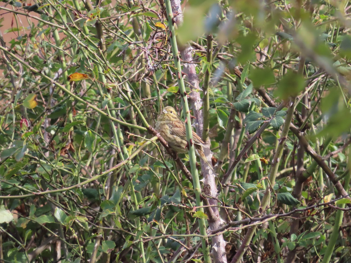 Cirl Bunting - João Tomás