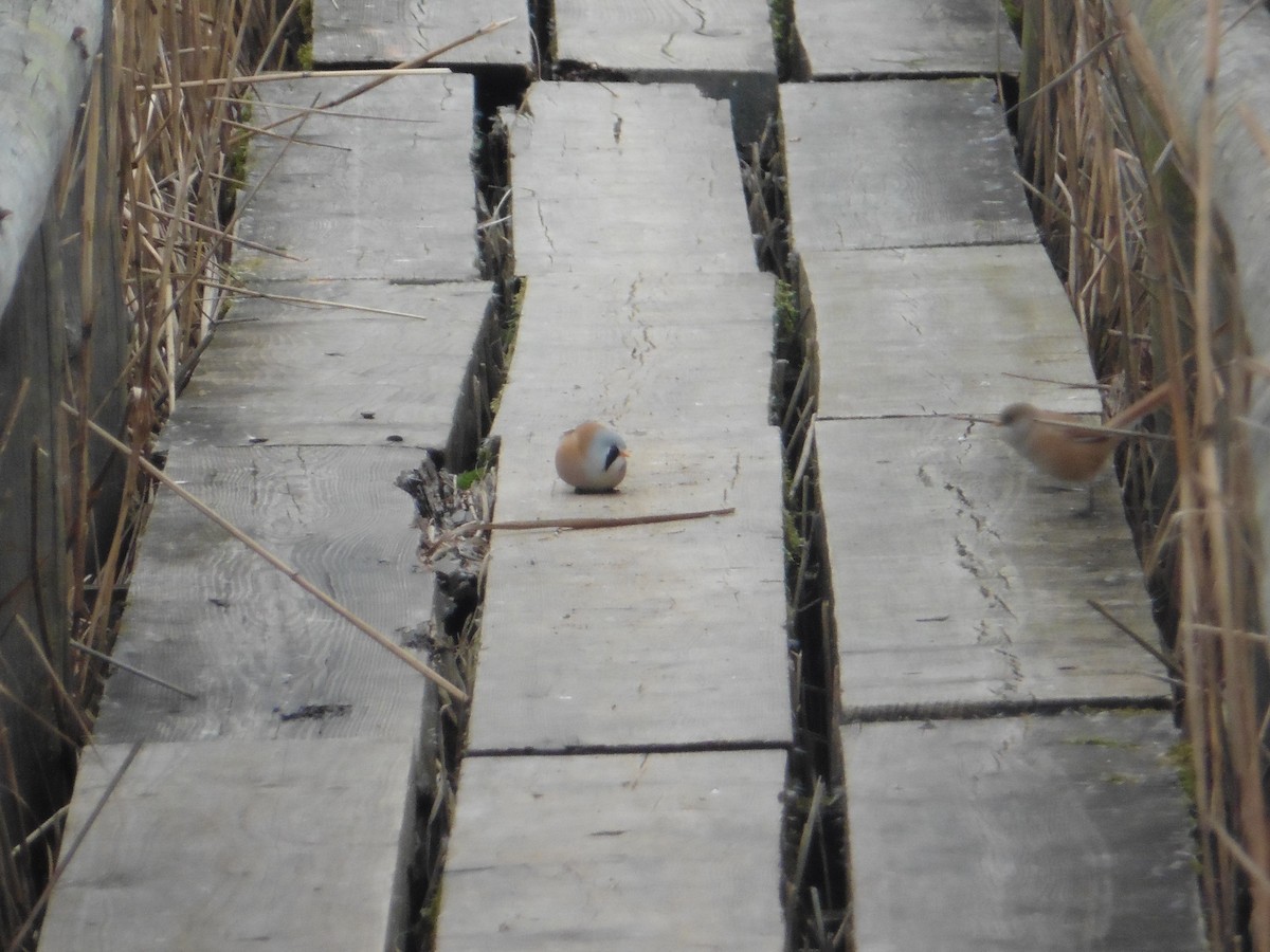 Bearded Reedling - ML610243821