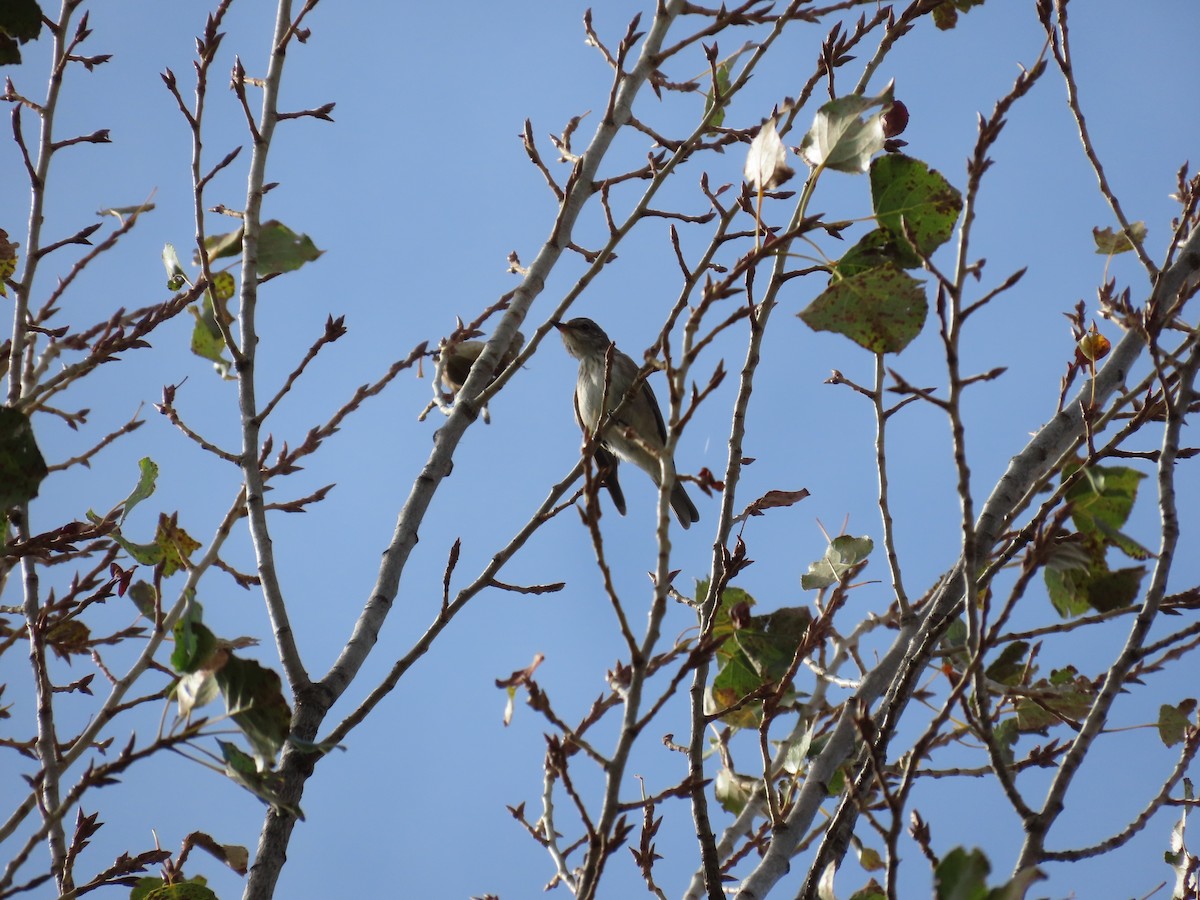 Spotted Flycatcher - ML610243822