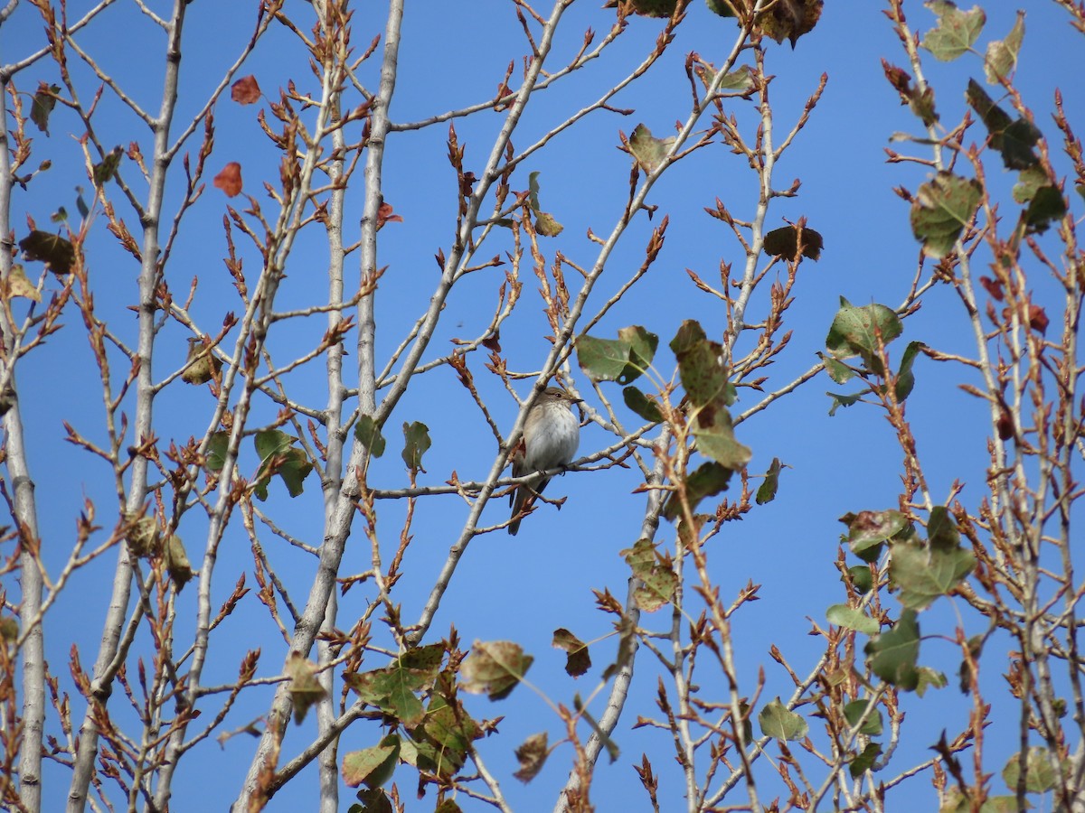 Spotted Flycatcher - ML610243823