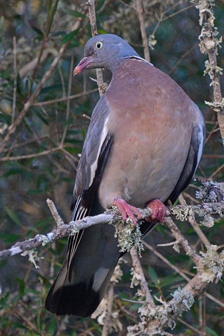 Common Wood-Pigeon - ML610243897