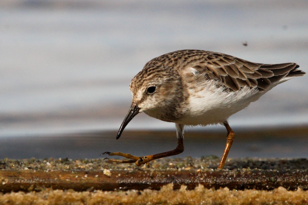 Least Sandpiper - ML610243935