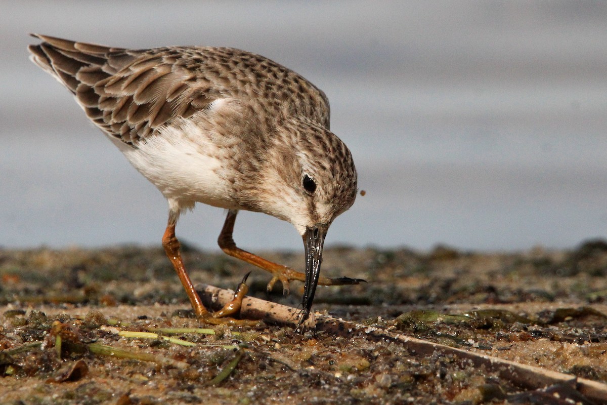 Least Sandpiper - ML610243936