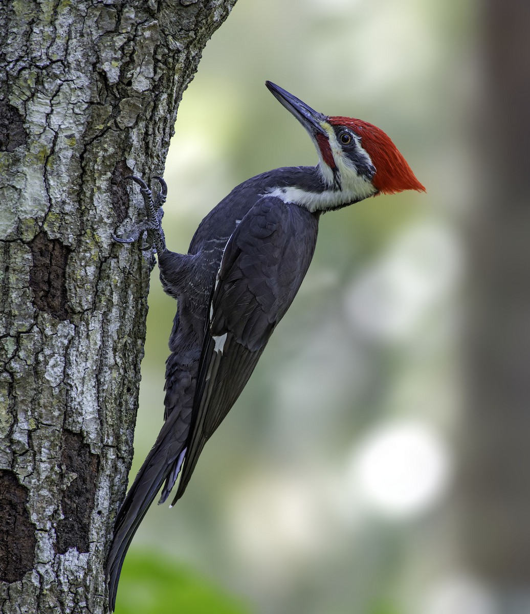 Pileated Woodpecker - ML610243998