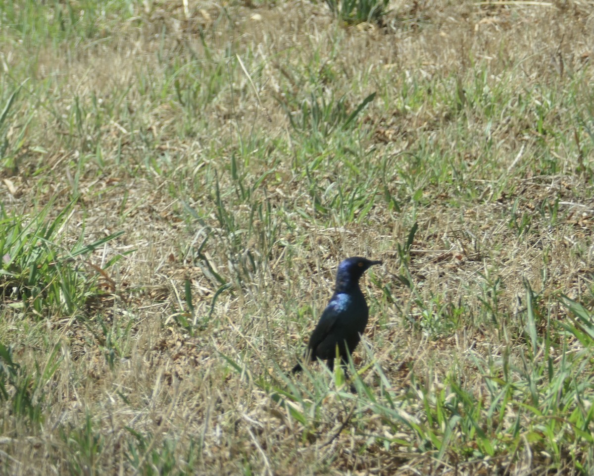 Cape Starling - ML610244102