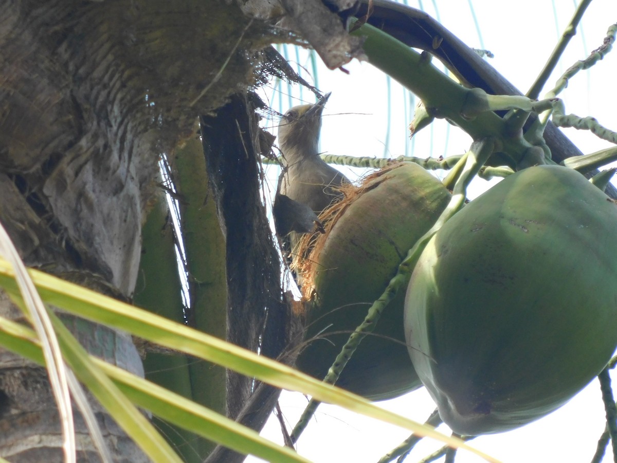 Golden-fronted Woodpecker - Cenaida Moncada