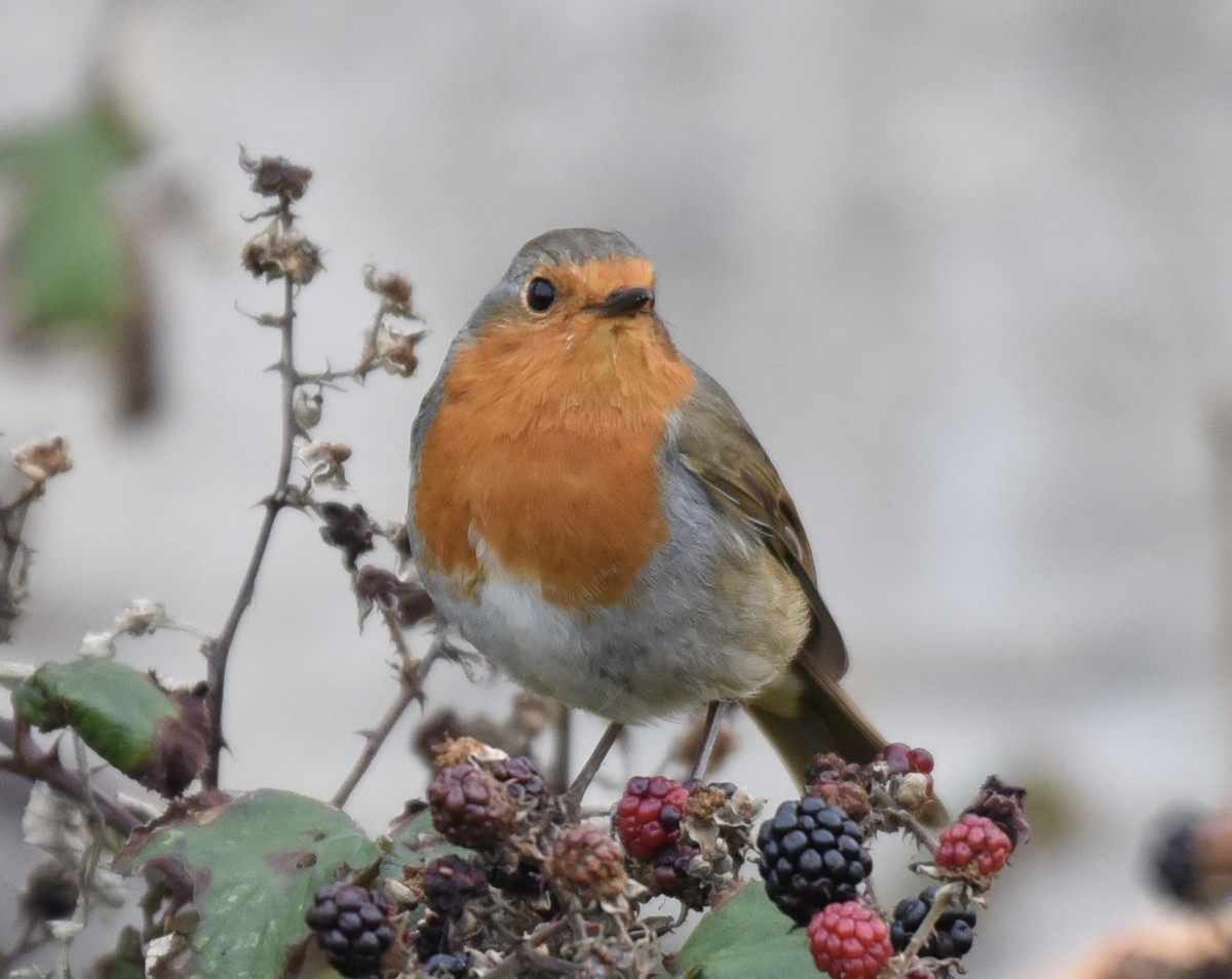 European Robin - ML610244182