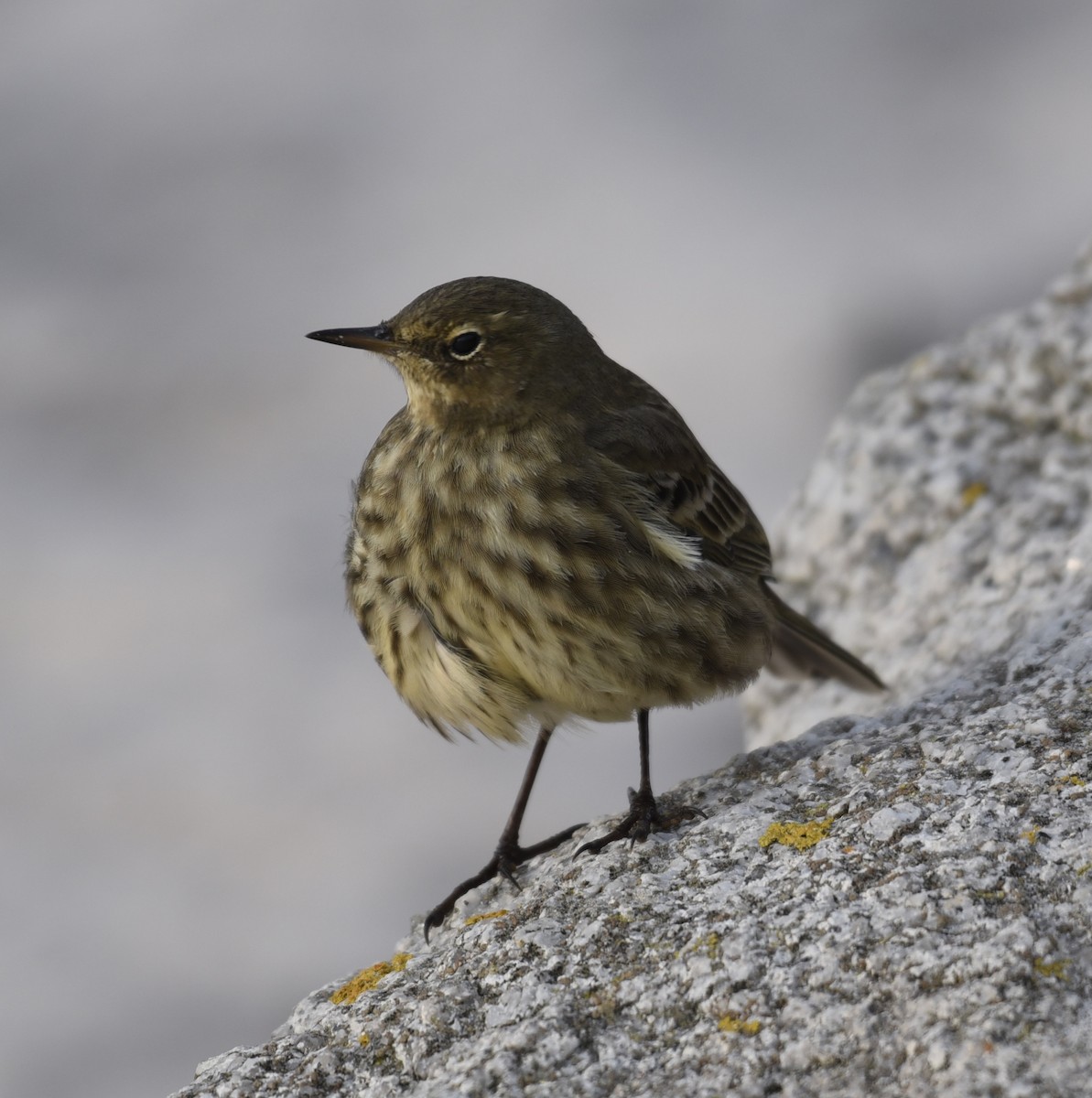 Rock Pipit - ML610244191