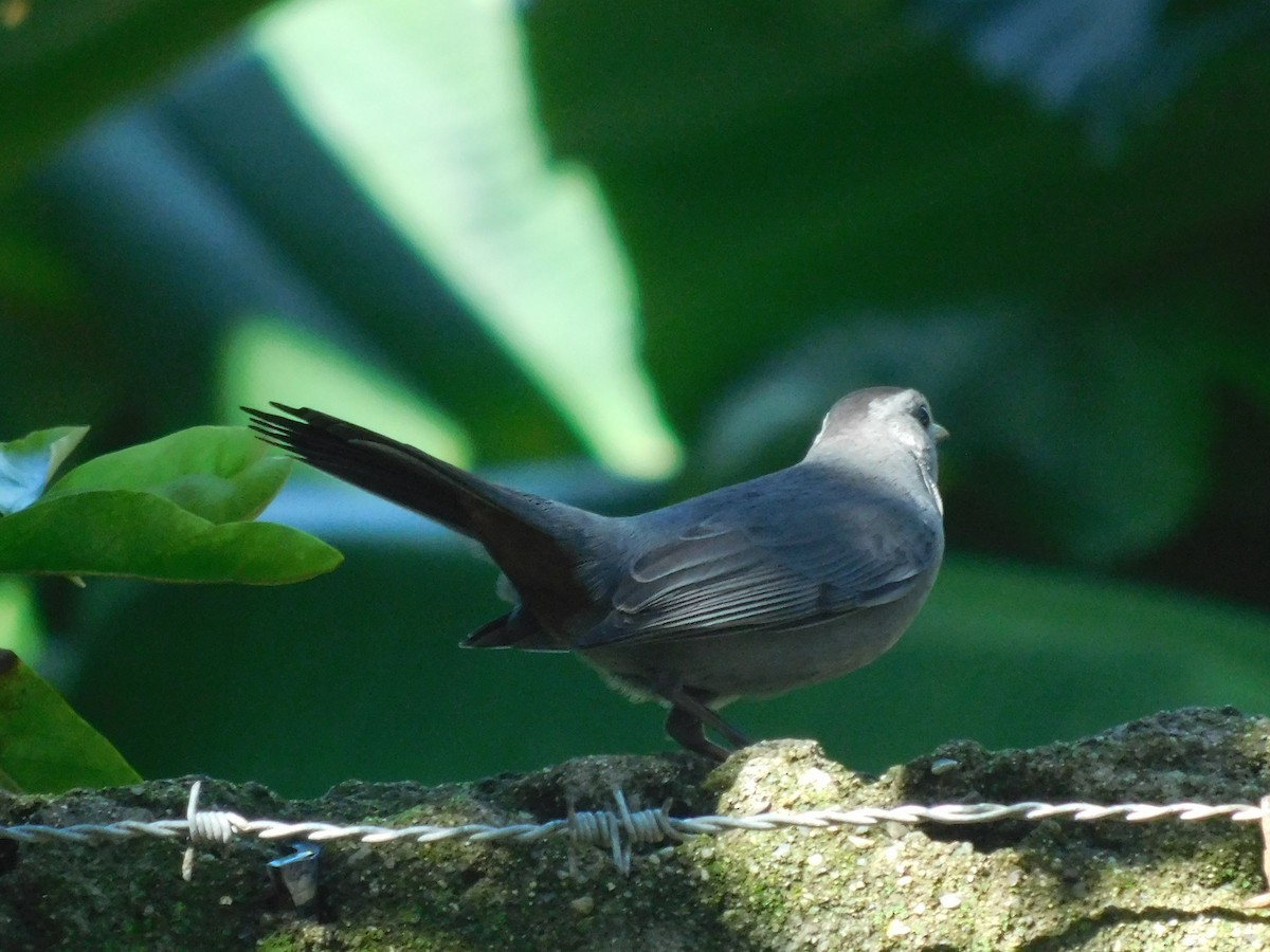 Gray Catbird - ML610244210