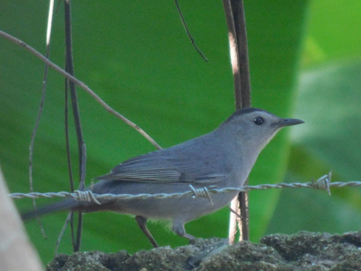 Gray Catbird - ML610244211