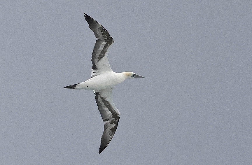 Northern Gannet - ML610244354