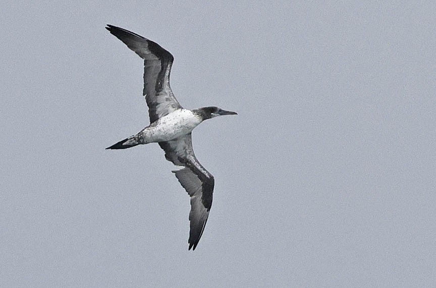 Northern Gannet - Mark Dennis