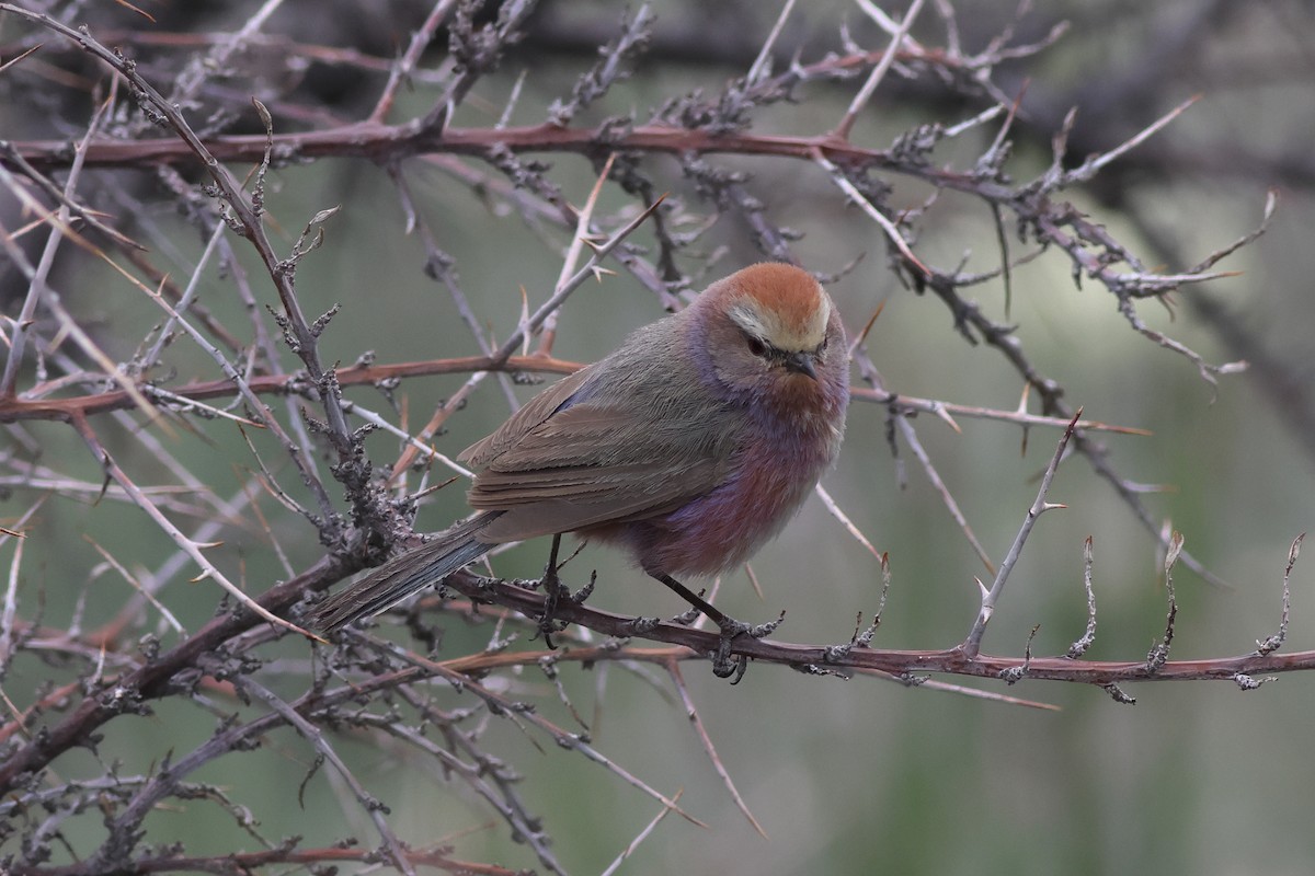 White-browed Tit-Warbler - ML610244412