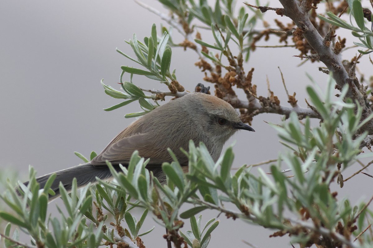 White-browed Tit-Warbler - ML610244415