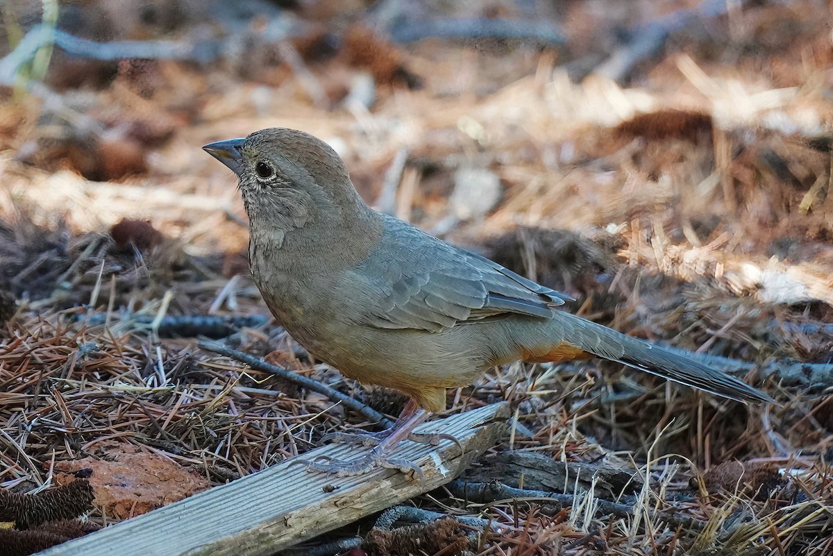 Canyon Towhee - ML610244503