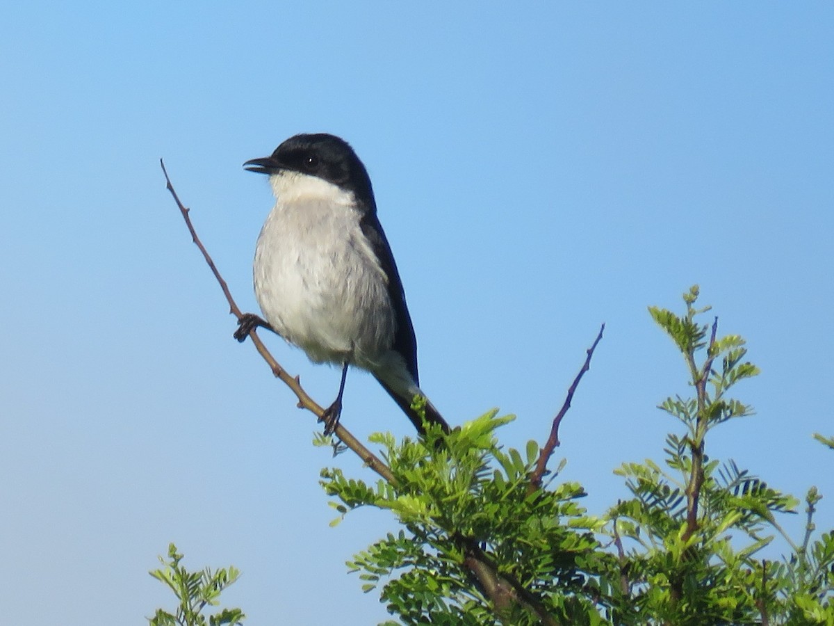 Fiscal Flycatcher - ML610244588