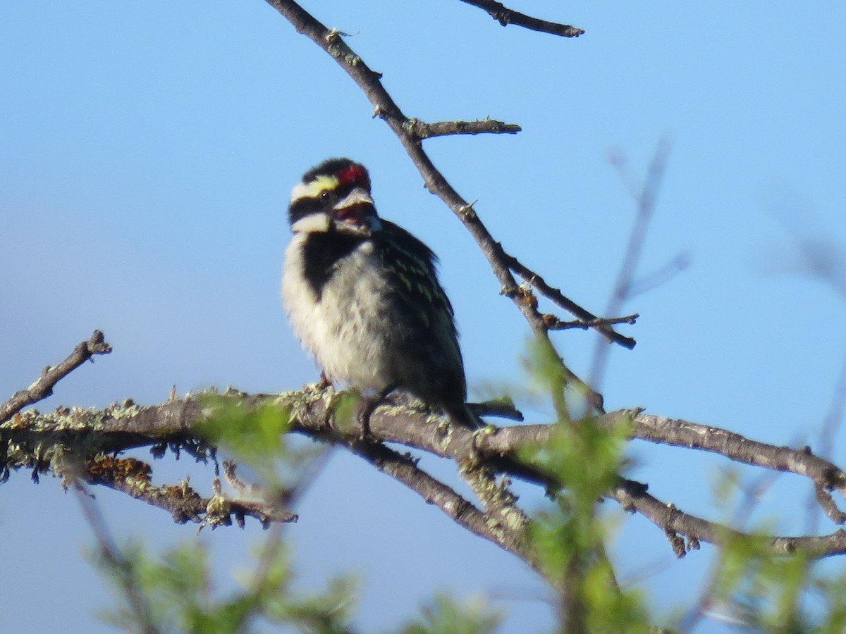 Pied Barbet - Gareth Bain