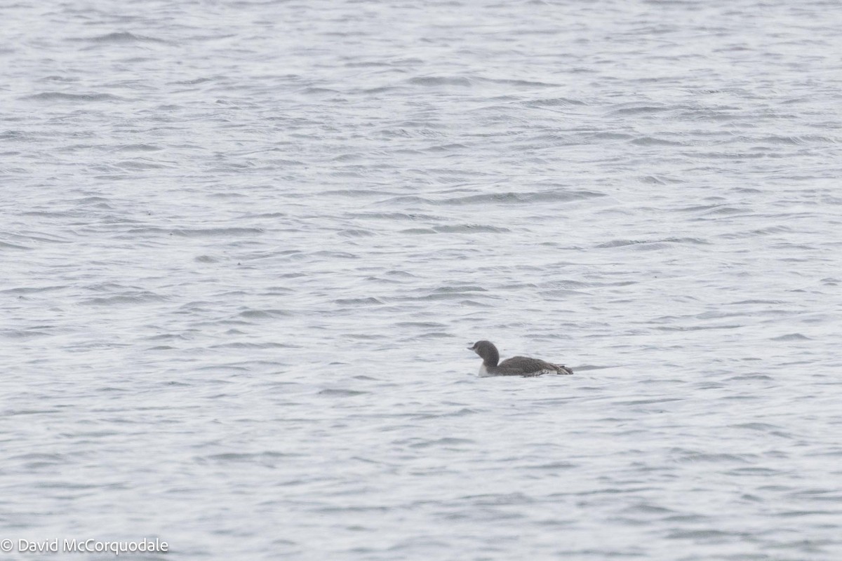 Red-throated Loon - ML610244622
