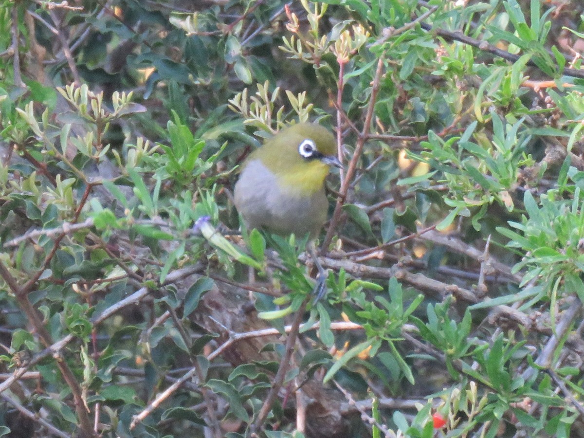 Cape White-eye (Cape) - ML610244645