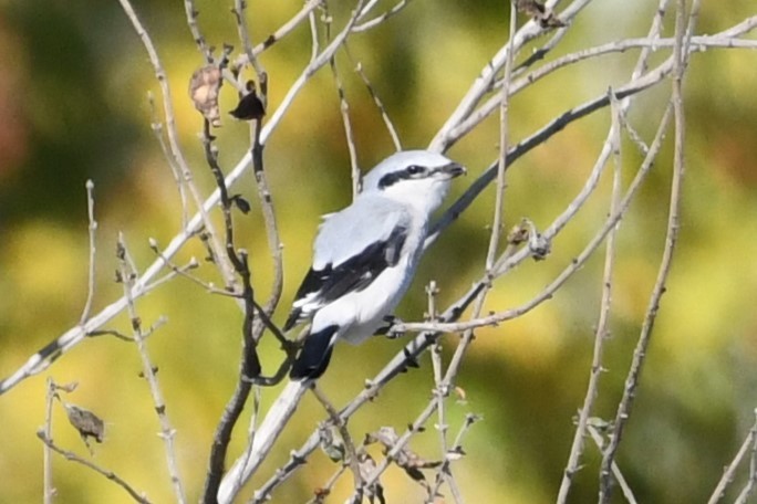 Alcaudón Boreal - ML610244678