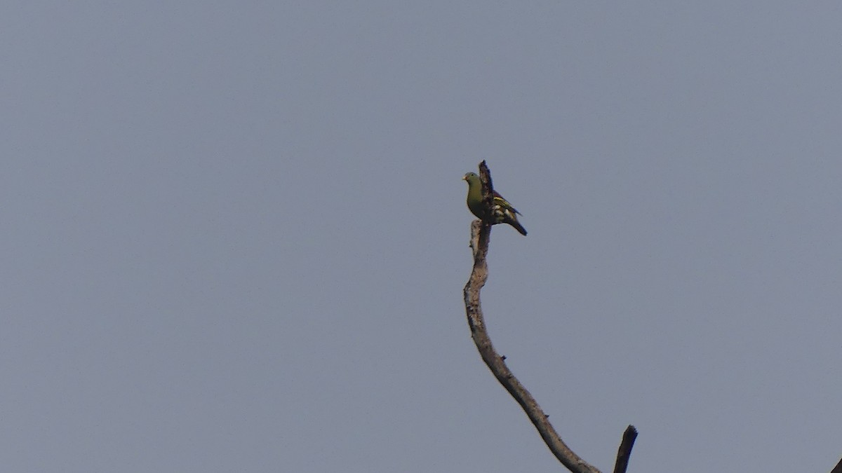 Thick-billed Green-Pigeon - ML610244752