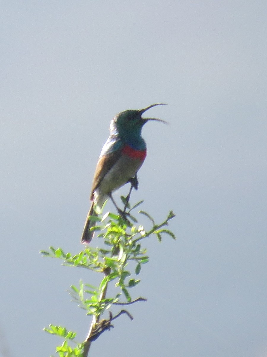 Southern Double-collared Sunbird - ML610245004
