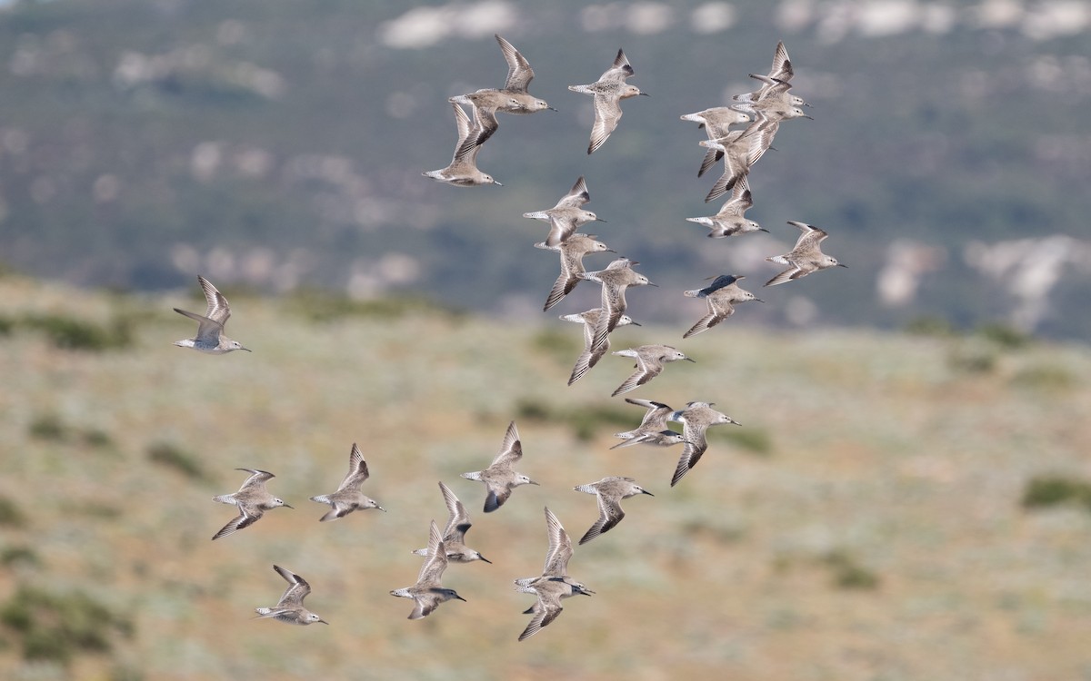 Red Knot - ML610245088