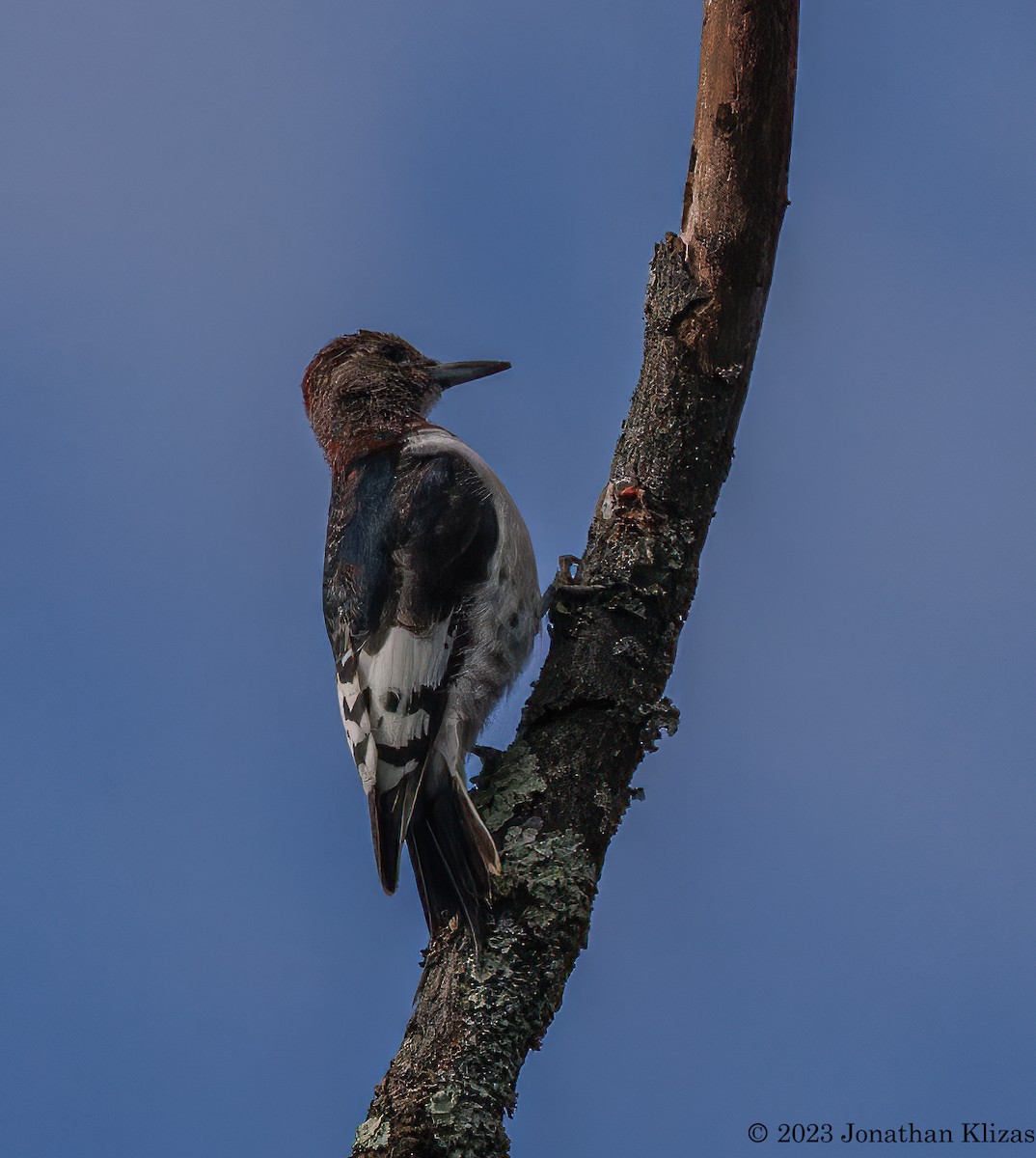 Red-headed Woodpecker - ML610245099