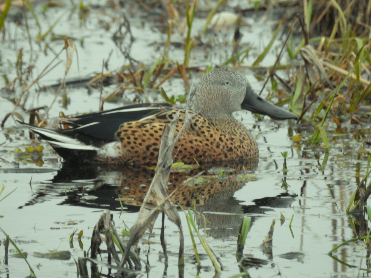 Red Shoveler - ML610245158