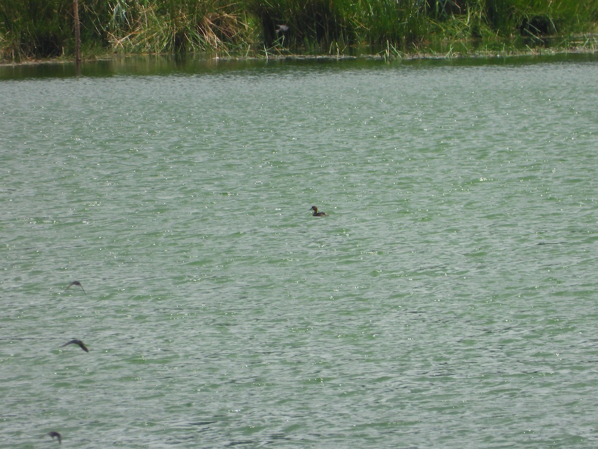 Little Grebe (Tricolored) - Marcie  Jacklin