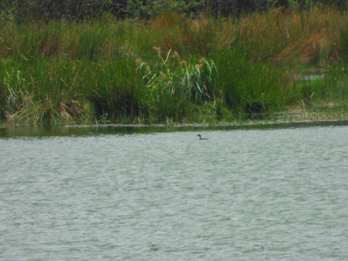 Little Grebe (Tricolored) - ML610245160