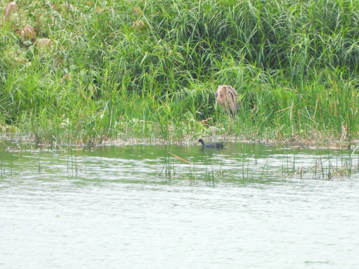 Dusky Moorhen - ML610245189