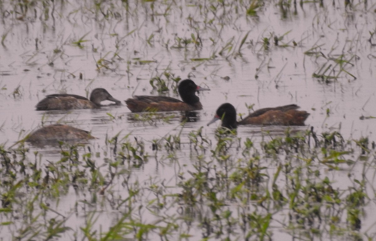 Black-headed Duck - ML610245200